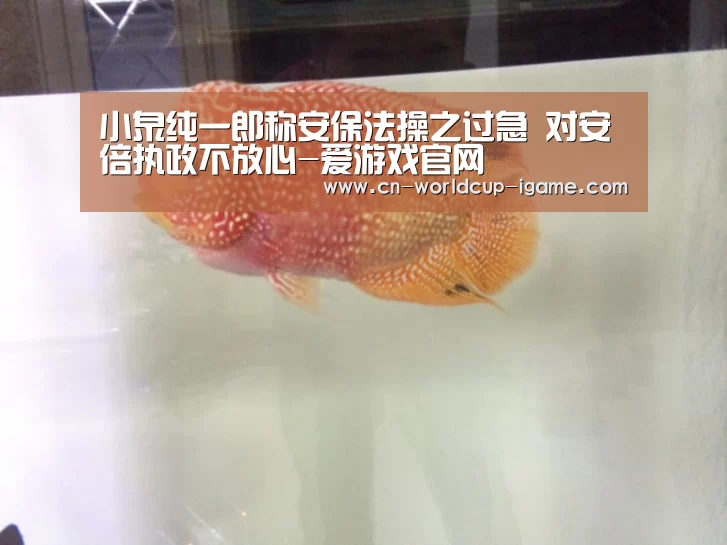 小泉纯一郎称安保法操之过急 对安倍执政不放心-爱游戏官网(图1) 爱游戏棋牌