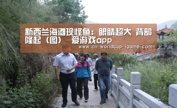 新西兰海滩现怪鱼:眼睛超大 背部隆起(图)-爱游戏app(图1) 爱游戏直播
