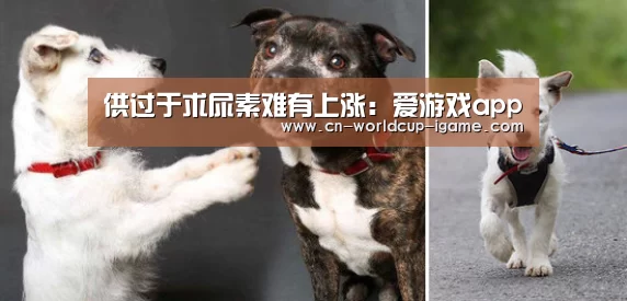 爱游戏app